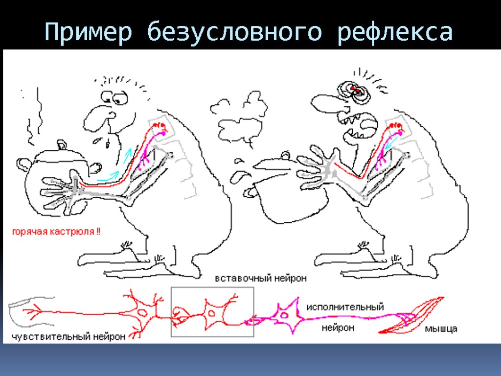 Пример безусловного рефлекса